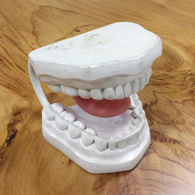 치아모형4